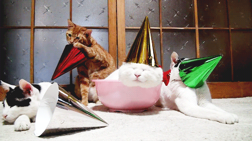 Party cats